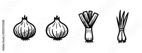 Hand drawn allium vegetables. Black and white sketch illustration of onions, leek, and chives.