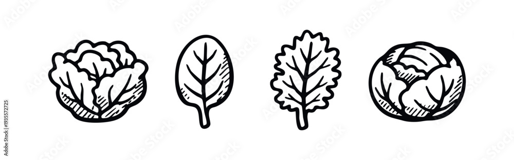 Fototapeta premium Hand drawn line art icons of various leafy greens and cabbages on a white background.