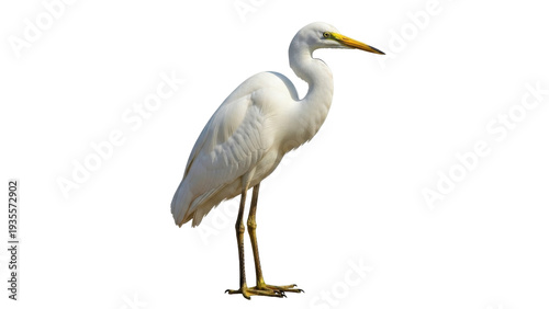 Εκτύπωση καμβά Isolated great egret, long-legged waterbird standing quietly, graceful elegant b