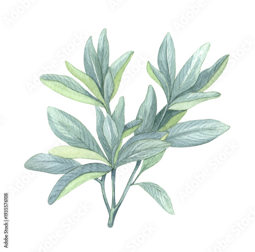 Green sage watercolor herbal illustrations, botanical organic leaves drawing elements for print invitations card wedding, summer spring garden botany herb bunch, health ingredient plant