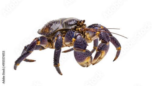 Photography Isolated Coconut Crab crustacean, arthropod animal from the Islands in Pacific O