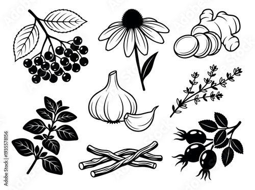 Line art medicinal plants set featuring elderberry, echinacea, ginger, garlic, oregano, licorice, and rosehip for natural remedies