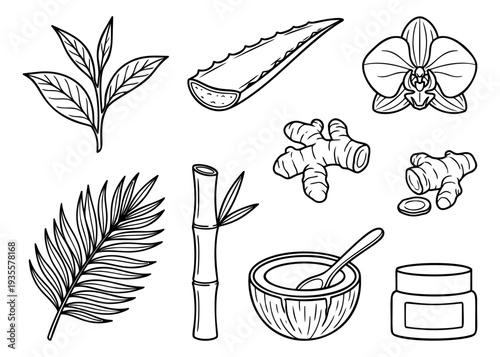 Hand drawn line art natural elements set featuring tea leaves, aloe vera, ginger, and other botanical spa elements for organic beauty and wellness