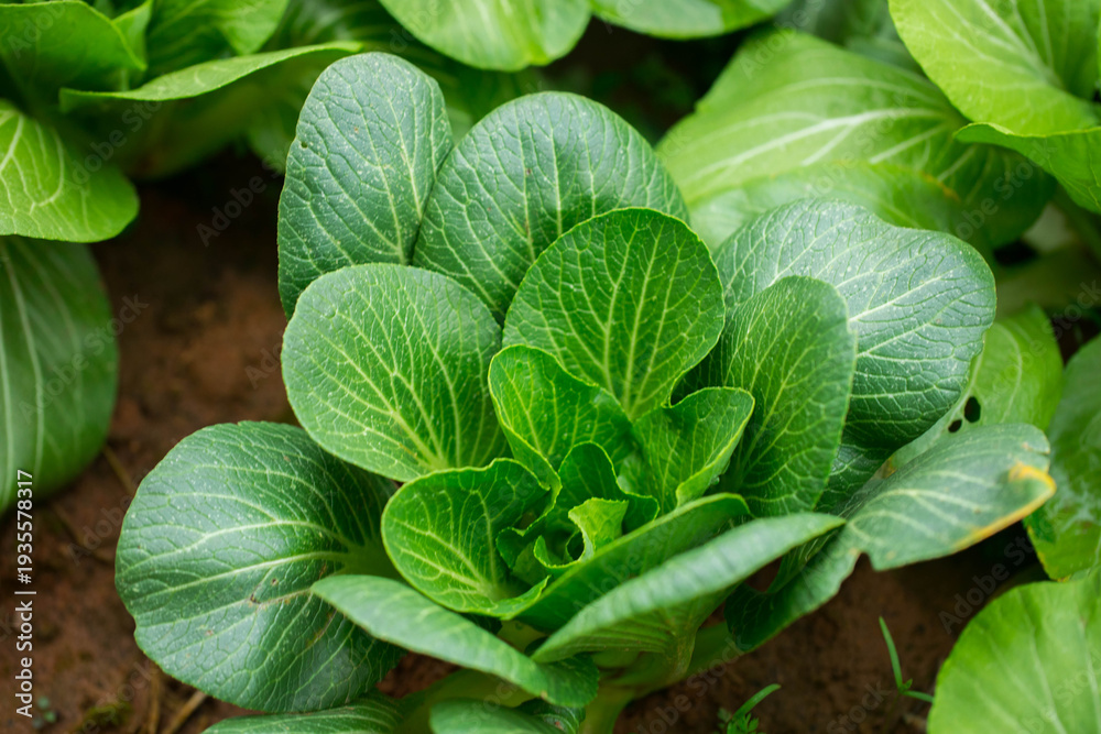 Fototapeta premium Fresh Green Vegetables Growing in Garden Soil