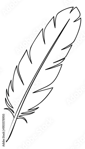 Hand drawn line art illustration of a feather depicting a delicate natural form for creative projects