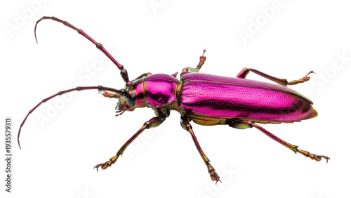 Fotografi Isolated colorful longhorn beetle with iridescent elytra and long antennae stand