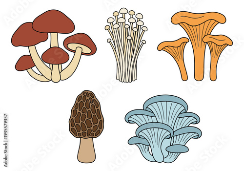 Hand drawn mushroom set featuring common, enoki, chanterelle, morel, and oyster mushrooms for culinary and organic designs