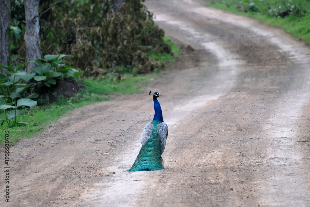 Obraz premium Indian peacock walking along a winding dirt road in forest, wildlife bird in natural habitat
