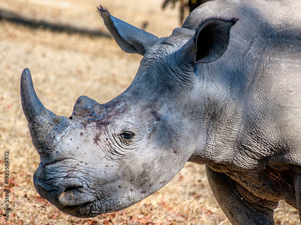 Fototapeta premium Close-up of white rhinoceros in Mosi-oa-Tunya National Park, Zambia