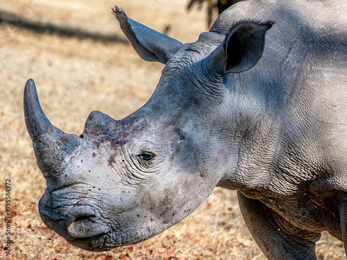 Close-up of white rhinoceros in Mosi-oa-Tunya National Park, Zambia