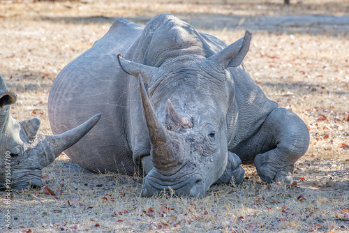 White rhinoceros in Mosi-oa-Tunya National Park, Zambia