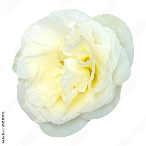 Wallpaper Mural White Rose Flower Stock Photo Torontodigital.ca