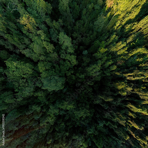 Dense forest canopy aerial top view texture