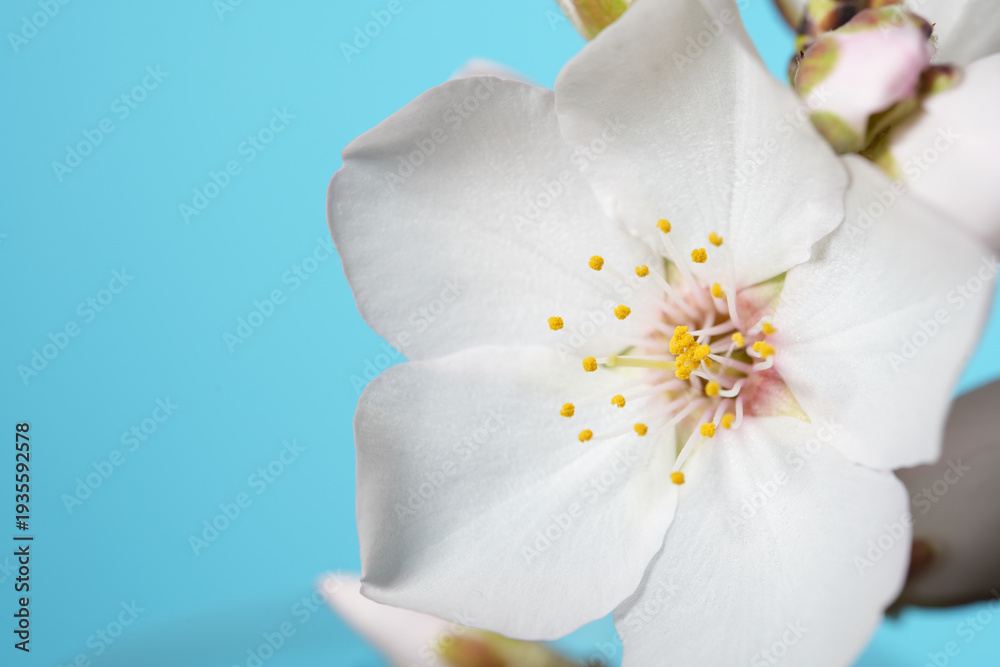 Fototapeta premium White Blossom Close-Up with Copy Space on Blue Background