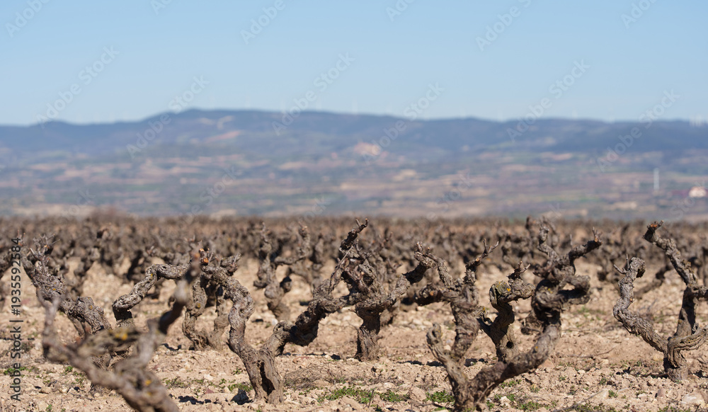 Naklejka premium Gnarled Vineyard Vines in Dry Field with Blurred Hills and Blue Sky