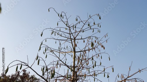 Timelapse of Bare Tree Branches Against Clear Blue Sky in Natural Landscape