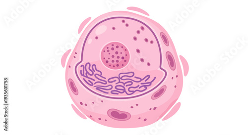 Illustration of a pink animal cell with visible nucleus, endoplasmic reticulum, and other organelles.