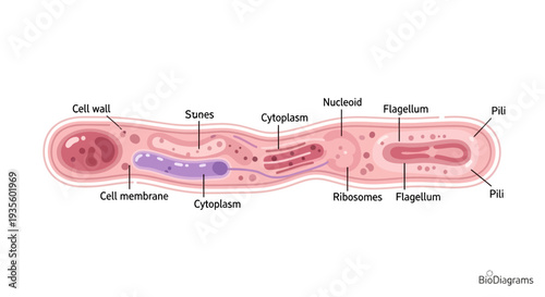 Diagram illustrating the internal structure of a bacterial cell, highlighting key organelles and components.