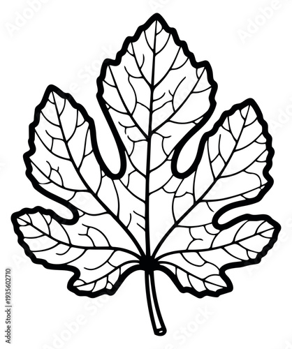 Hand drawn line art illustration of a fig leaf depicting its distinct lobed shape for botanical design
