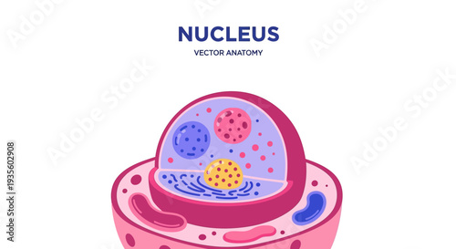 A detailed illustration of a cell nucleus, showcasing its internal structures like the nucleolus and chromatin within the nuclear envelope.