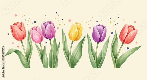 Colorful Tulips in Full Bloom with Vibrant Petals and Green Stems.