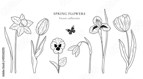 Set of hand drawn spring flowers in minimalist line art style. Vector collection includes daffodil, tulip, pansy, snowdrop, and iris. Elegant floral elements for wedding design, greeting cards, logo.