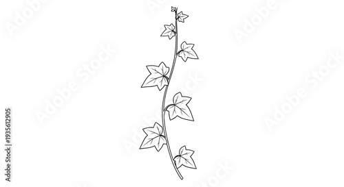 Minimalist black outline drawing of an ivy vine