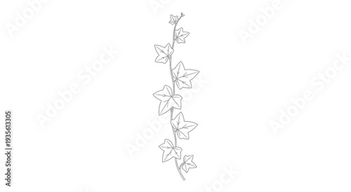 Minimalist line art drawing of a single ivy vine