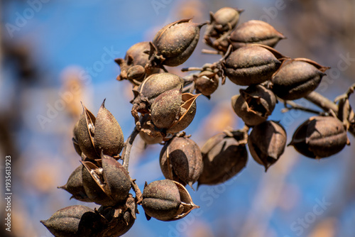 Paulownia tomentosa seeds late winter, also called empress tree or foxglove tree, fast growing and large leaf, paulowniaceae