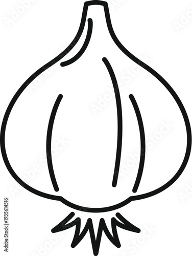 Garlic bulb outline drawing representing a cooking and food ingredient