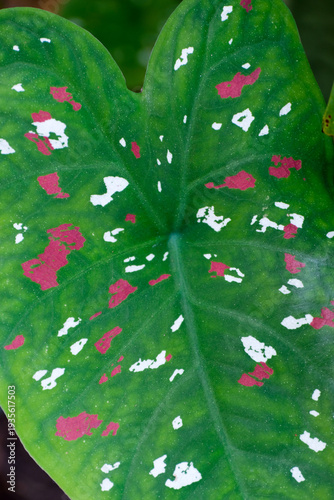Wallpaper Mural Close-up of Caladium bicolor leaf with vibrant pink and white spots Torontodigital.ca