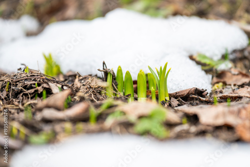 A macro, shallow depth-of-field photograph showing the first green shoots of spring bulbs pushing through damp forest soil and patches of melting winter snow. The image captures the transition between