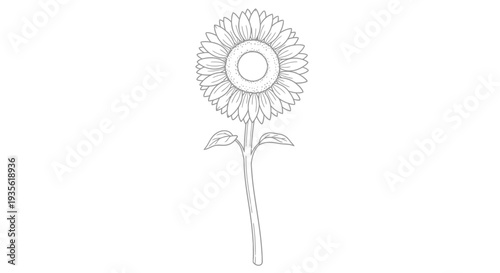 Minimalist sunflower botanical line art drawing