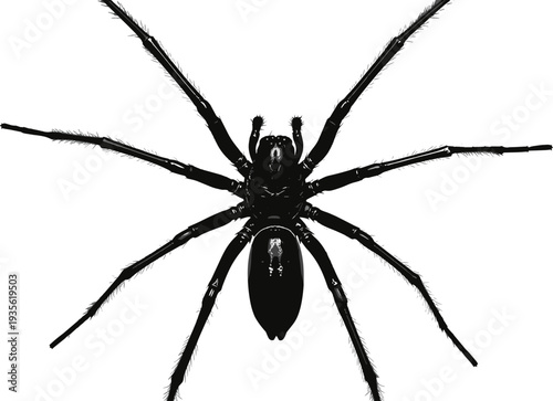 Spider silhouette illustration, arachnid anatomy, insect design, black and white drawing, eight legs, cephalothorax, abdomen, nature icon, creepy crawly, biology