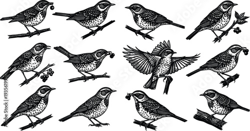 songbird silhouette collection with berries and branches, flying and perched birds, detailed avian wildlife vector illustration isolated design