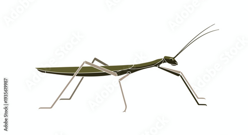 Close-up of a green praying mantis standing on a white background with long antennae and legs.