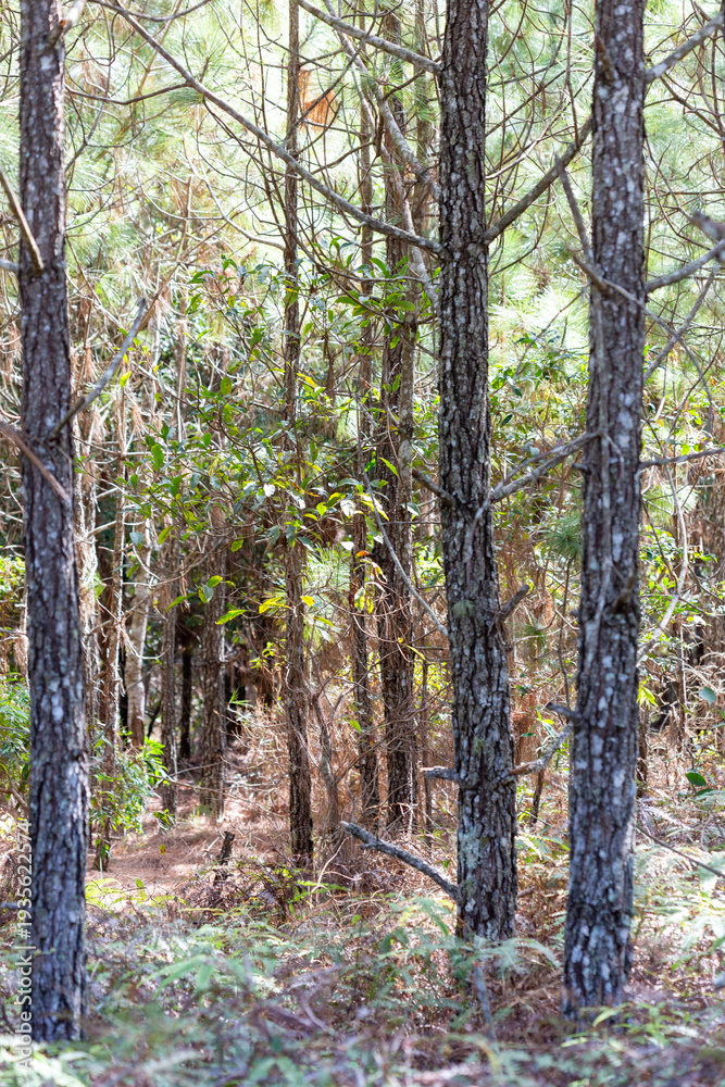 Obraz premium A sunlit autumn footpath winds through a vibrant woodland landscape of birch and pine trees where fallen leaves cover the forest floor