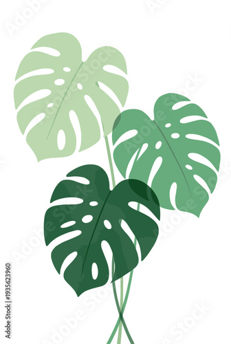 Minimalist illustration of green monstera deliciosa leaves with different shades showing overlapping transparency effect for modern interior wall art design