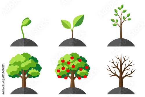 Stages of apple tree growth from seed to seedling sapling mature tree with red fruit and dormant winter tree for life cycle and nature education