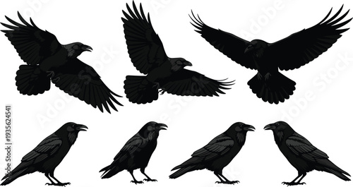 black raven bird collection, crow flying and perched silhouettes, dark avian wildlife vector illustration, wings spread gothic nature design set