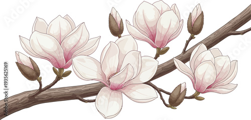 A delicate branch of pink magnolia flowers against a white background