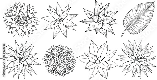 Hand drawn succulent plants and tropical leaf collection, botanical line art set with cactus and floral elements for nature illustration