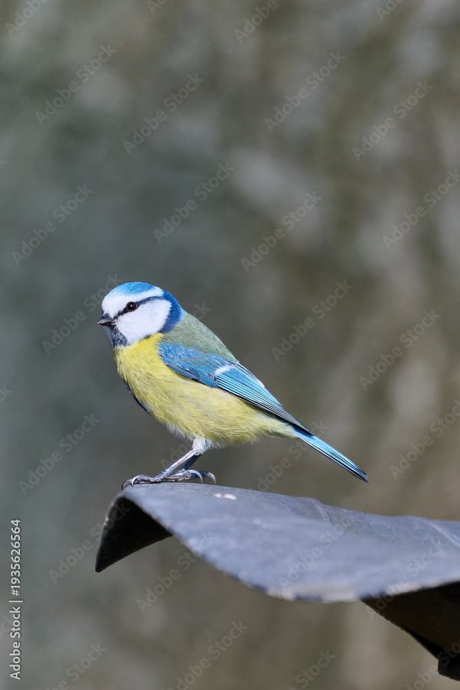 Fototapeta premium blue tit in the garden