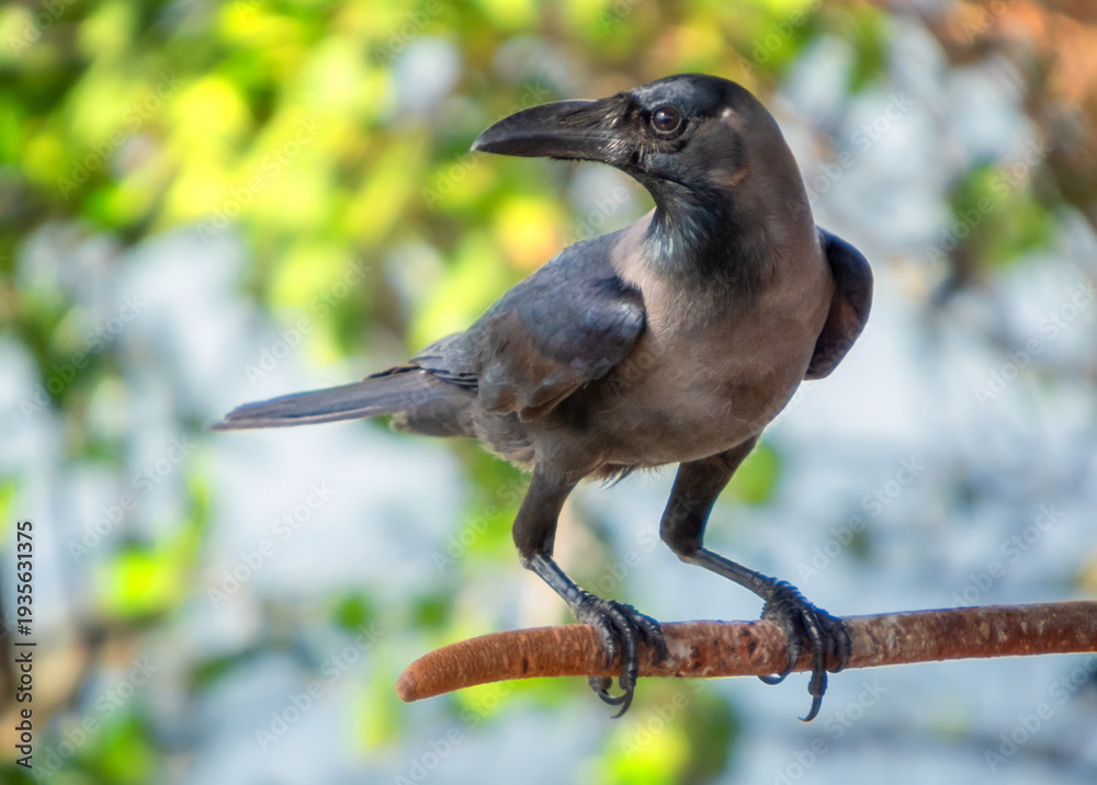Fototapeta premium House crow bird, Corvus splendens