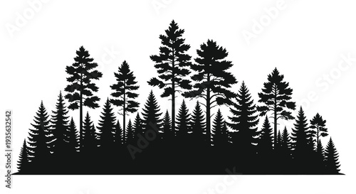 Dense forest of evergreen trees in striking black silhouette