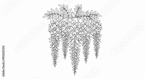 Delicate cascading blossoms and leaves, drawn in a fine line art style