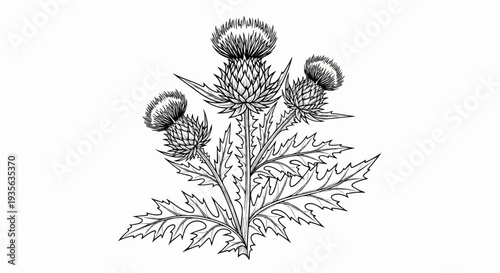 Detailed ink sketch of a thistle plant with spiky leaves and flower heads