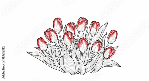 A sketch of blooming tulips with red-and-white petals and green leaves