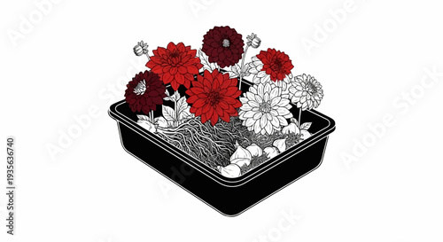 Black planter with blooming red and white flowers, roots, and bulbs
