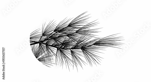 Detailed black ink sketch of pine needles forming a circular shape
